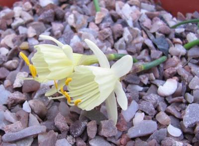 Narcissus hedraeanthus 1289/20